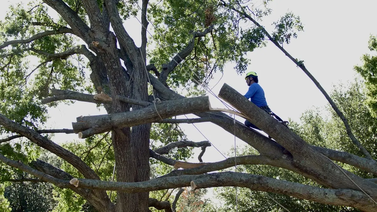 Professional Hazardous Tree Removal performed by certified arborists in Lynco