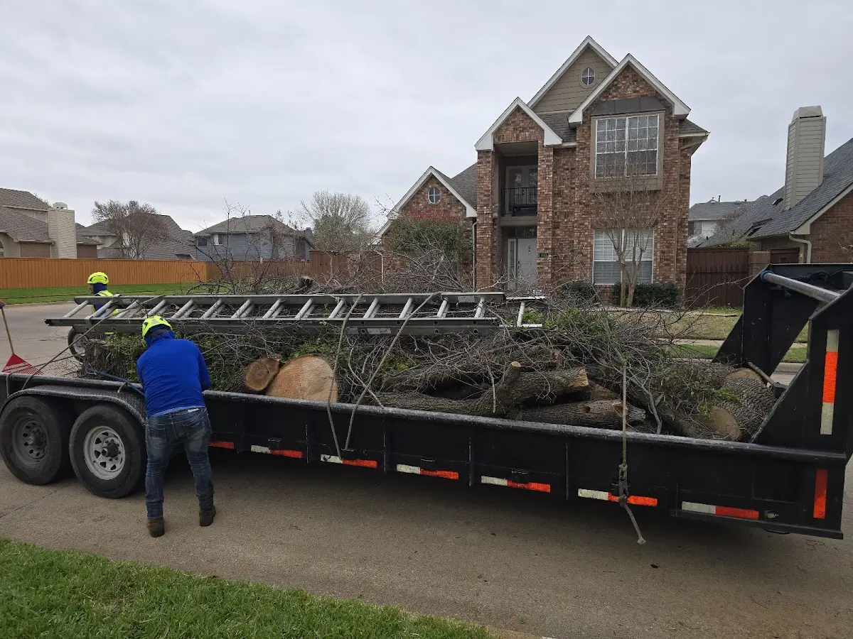 Expert Tree Removal with proper safety equipment in Lynco